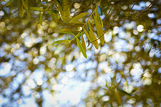 橄榄枝,加利福尼亚,美国