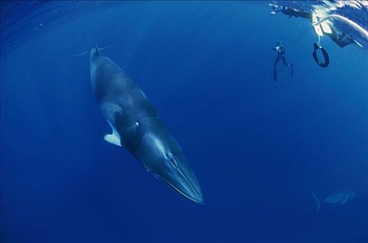矮小,小须鲸,研究人员,照片,鲸,拖拉,线条,大堡礁,澳大利亚