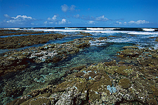 珊瑚,展示,退潮,一棵树,岛屿,大堡礁,海洋公园,昆士兰,澳大利亚