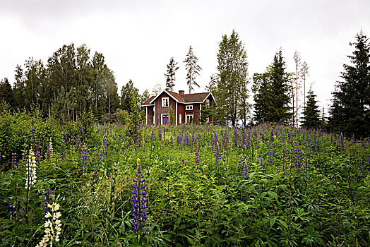 房子,树林,瑞典
