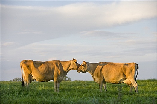 泽西种乳牛,母牛,站立,面对面,乡村,地点