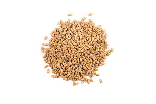 小麦作物,白色背景