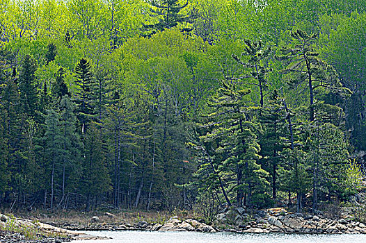 松树,白杨,岸边,北方,水道,岛屿,安大略省,加拿大