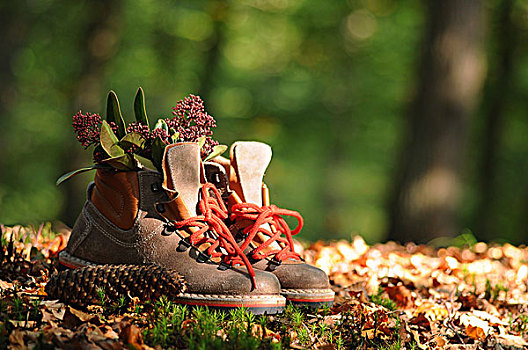 远足,鞋,树林