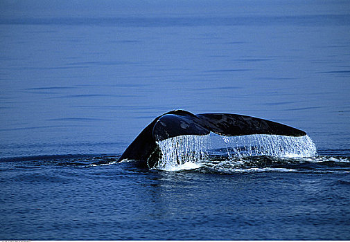 鲸,芬地湾,新布兰斯维克,加拿大
