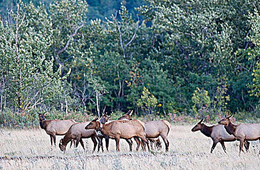 麋鹿,鹿属,鹿,雌性,一个,女人,穿,卫星,项圈,瓦特顿湖国家公园,西南方,艾伯塔省,加拿大