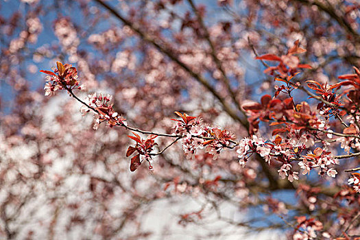 樱桃树,春天