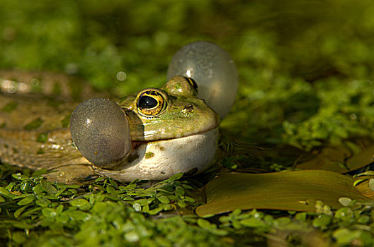 湿地,青蛙,成年,水中,充气,英国野生动物中心,英国,欧洲