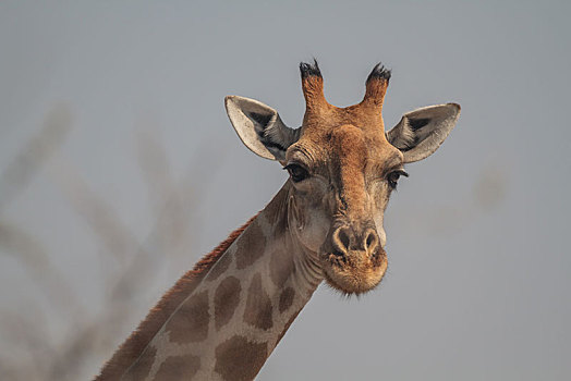 长颈鹿,头像,埃托沙国家公园,区域,纳米比亚,非洲