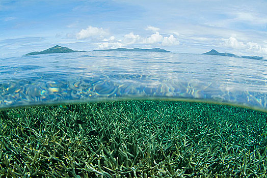 海洋生物