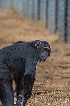 肯尼亚山国家公园黑猩猩