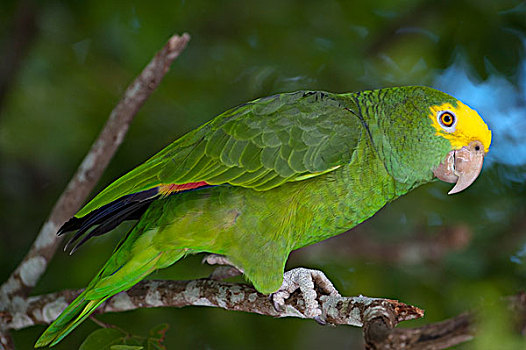 亚马逊河鹦鹉,伯利兹