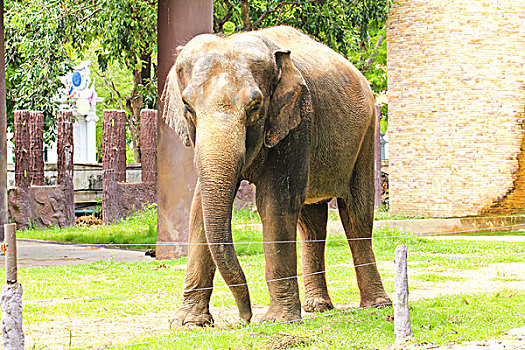 大象,动物园