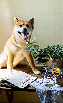 黄色背景前柴犬坐在桌上玩