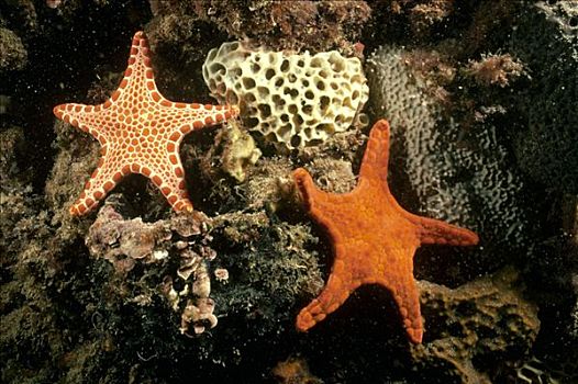 红色,饼干,星,一对,礁石,澳洲南部