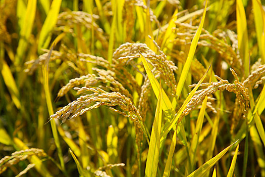 万亩水稻进入收获季节