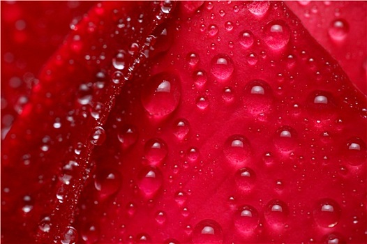 红玫瑰,水滴,微距,背景
