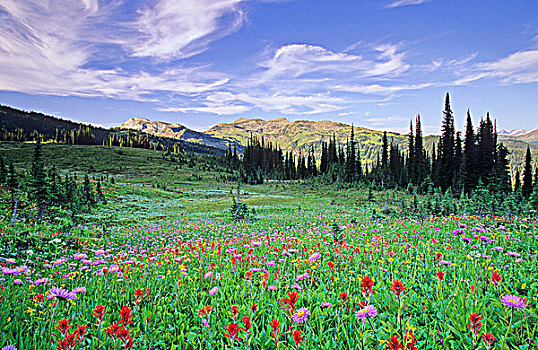 壮观,野花,草地,塞尔扣克山,不列颠哥伦比亚省,加拿大