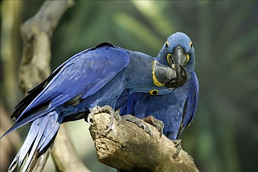 紫蓝金刚鹦鹉,成年,一对,示爱,南美