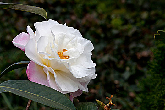 一朵山茶花