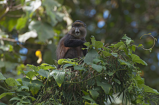 金丝猴,国家,卢旺达