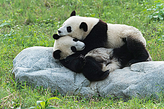 两个,大熊猫,岁月,中国,研究中心,成都,四川,亚洲