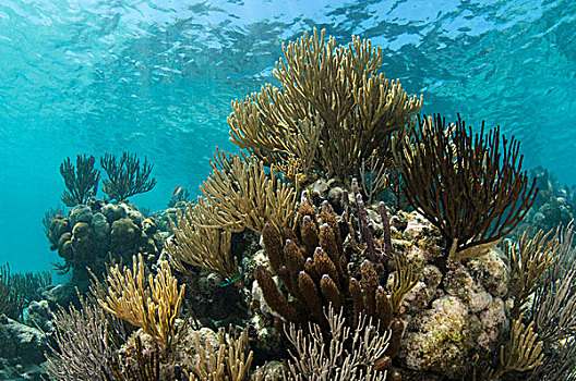 珊瑚礁,伯利兹