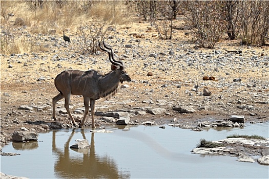格罗塞尔,捻角羚,公园,纳米比亚
