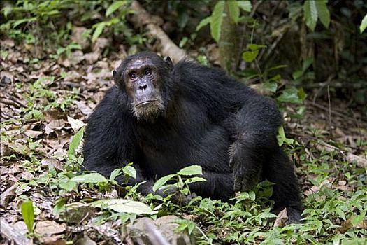 黑猩猩,类人猿,冈贝河国家公园,坦桑尼亚