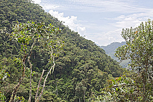 雨林,国家公园,东南部,厄瓜多尔