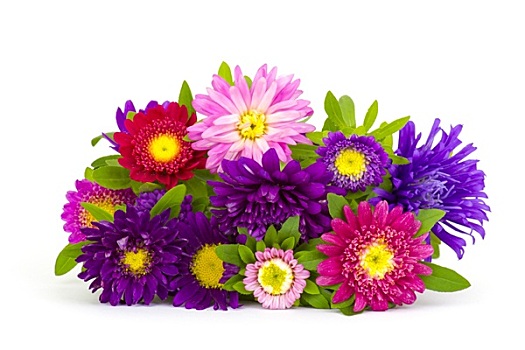 花束,彩色,紫苑属,花,白色背景,背景