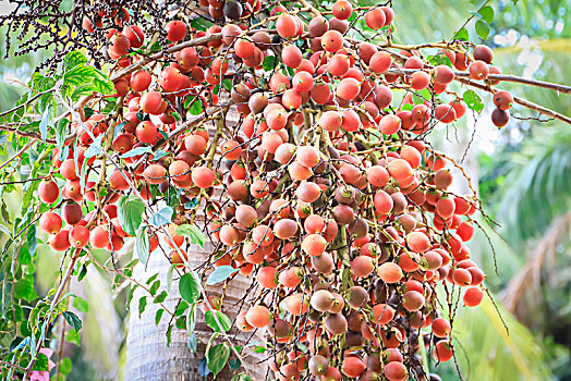 海南省三亚市的圣诞椰子树