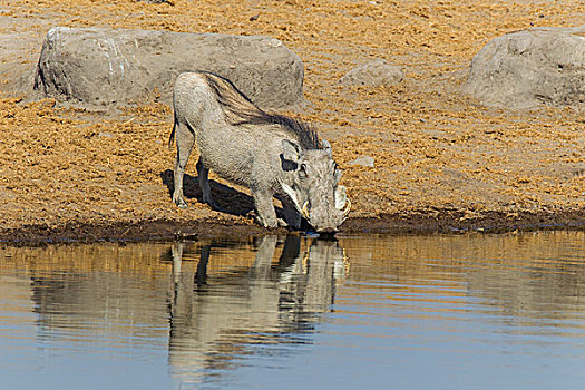 疣猪,喝,水坑,埃托沙国家公园,纳米比亚,非洲