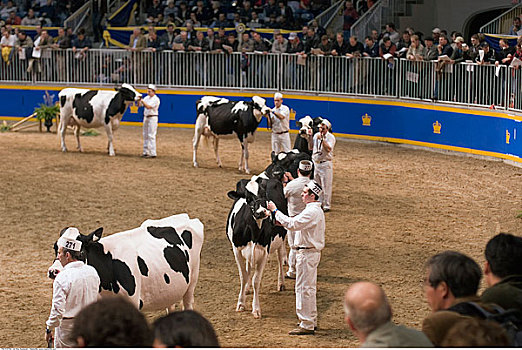 黑白花牛,母牛,竞争,皇家,农业,冬天,多伦多,安大略省,加拿大