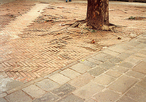 树,砖,人行道