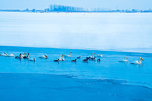 湖泊,湖面,冰,天鹅,堤岸