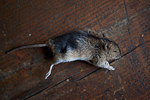死,老鼠,厚木板