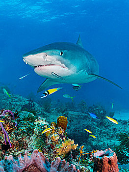 虎鲨,鼬鲨,上方,珊瑚礁,加勒比,巴哈马,北美