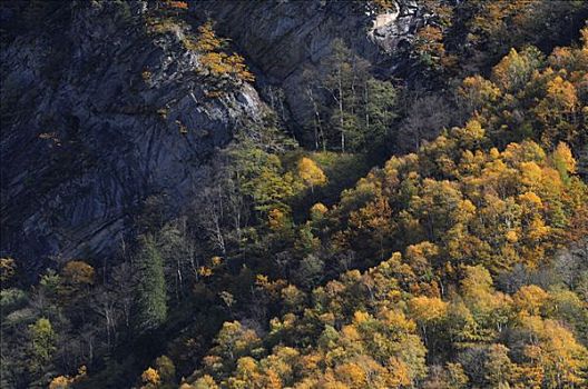 山林,提契诺河,瑞士