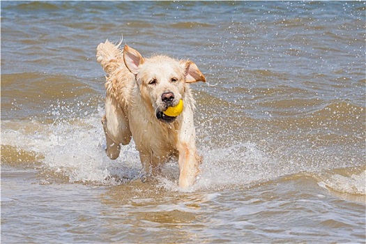 金毛猎犬,海岸