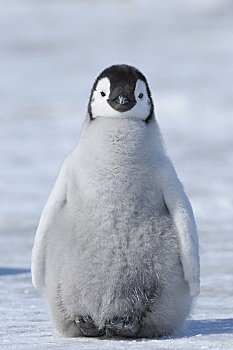 企鹅正脸照片图片