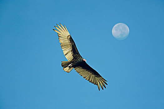 墨西哥,红头美洲鹫,美洲鹫,美国兀鹰,飞