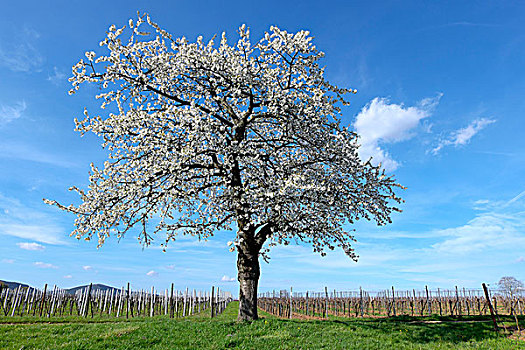 樱桃树,甜樱桃,开花,葡萄园,南方,普拉蒂纳特,莱茵兰普法尔茨州,德国,欧洲