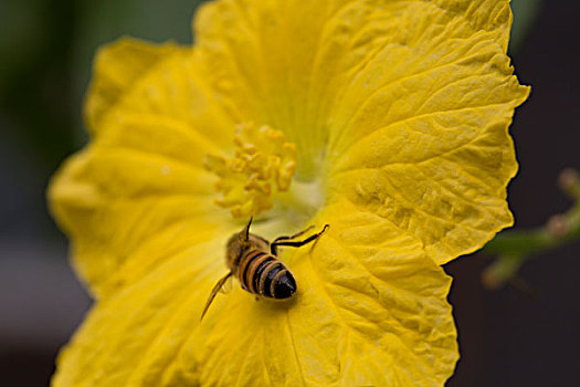丝瓜花上的蜜蜂