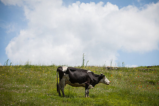 黑白花牛,母牛,放牧