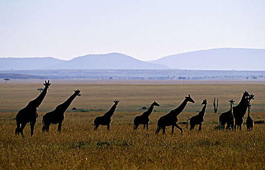 肯尼亚,马赛马拉,马赛长颈鹿,牧群,早晨