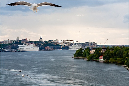 海鸥,波罗的海,岸边,靠近,斯德哥尔摩,瑞典