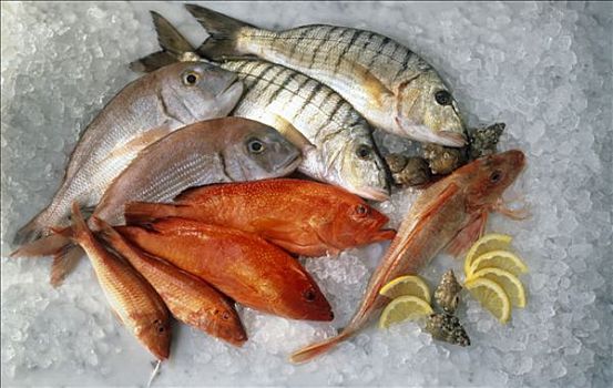 种类,咸水鱼,冰