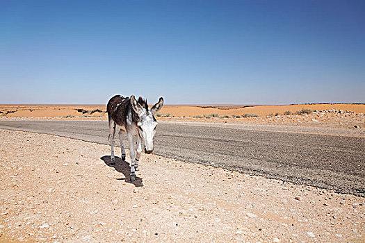 驴,走,道路,杜兹,撒哈拉沙漠,突尼斯,区域,北非,非洲