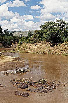 肯尼亚,马赛马拉国家保护区,听,河马,马拉河,大幅,尺寸